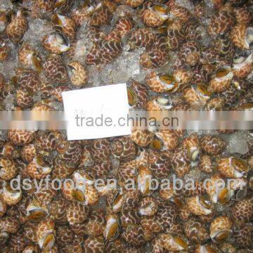 Frozen Tiger Snail Price