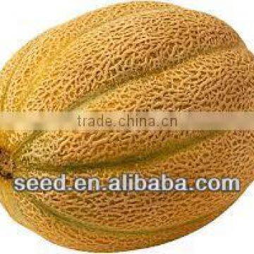 thin stripe sweet cantaloupe seed for sale