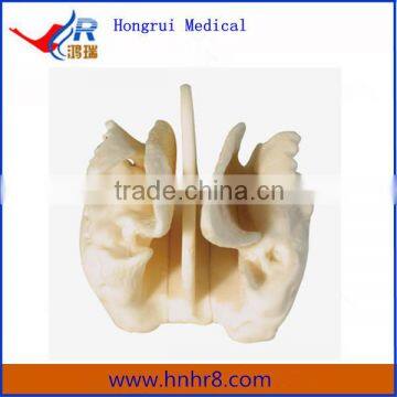 Hot Sale Enlarged Model of Amplified Ethmoid Bone