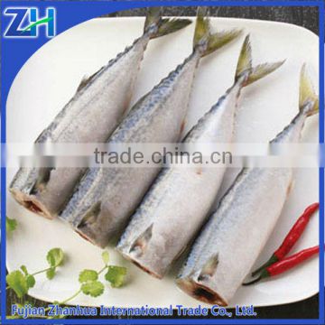 Frozen Mackerel HGT, pacific mackerel fish price, export pacific mackerel