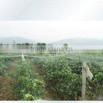 Plastic Netting Used Prevent Birds From Attacking Crops photo-2