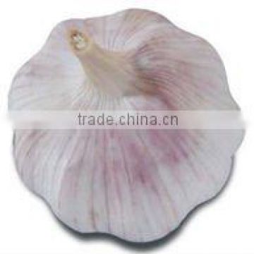 chinese normal white garlic