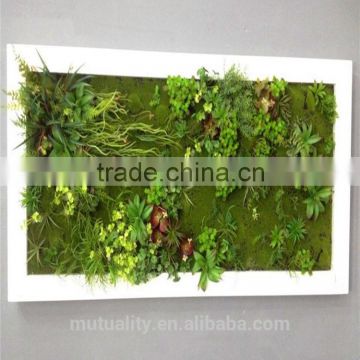 beautiful Plastic Succulents for interior decoration wall decortaion