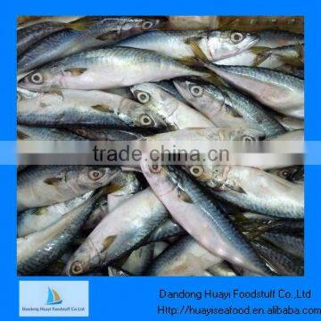 frozen mackerel fish best mackerel