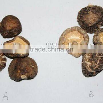 High quality 4~6 cm with 0.5~1 cm stem mushroom