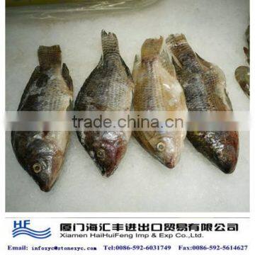 whole round Taiwan tilapia on sale