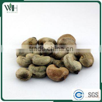Cambodia Origin Raw Cashew Nuts in Shells