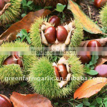 New Chestnut Crops