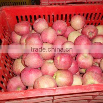 export fresh red delicious apple fruit fresh apple