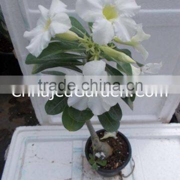 Adeniums Plant White (Standard Size)