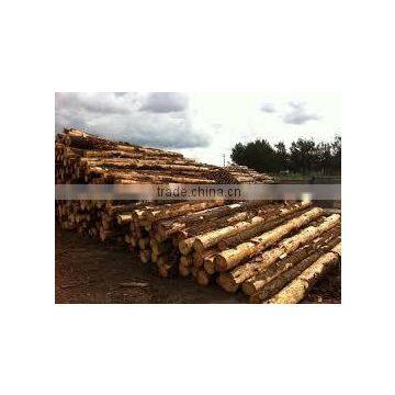 Pinus Carribaea photo-4