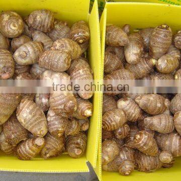 Chinese Fresh Eddoes photo-5