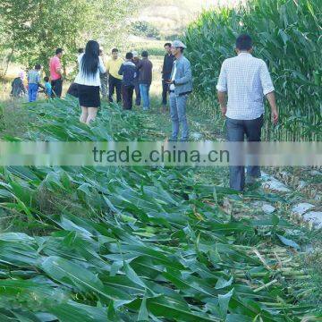 Corn Harvester Machine photo-4