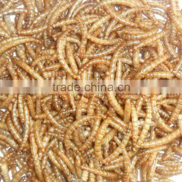 Aquarium Fish Food Mealworms(2.8cm), Pigeon Feed Mealworms