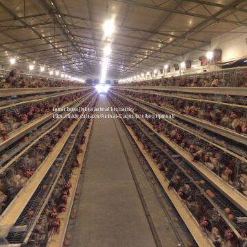 Chicken Cages photo-2