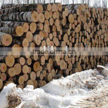 Birch Logs, Baltic Birch Logs