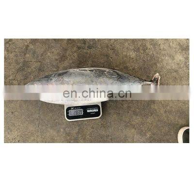 IQF WR Chinese Frozen Skipjack Tuna Fish Price for Export photo-4