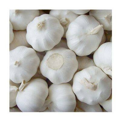 Fresh Garlic