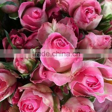 Natural sprayed rose pink bulk rose petals