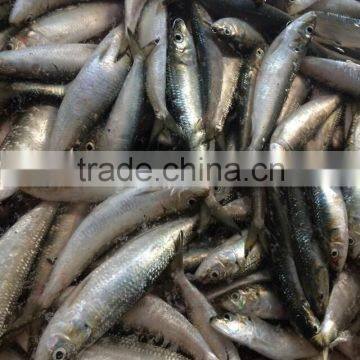 Frozen Sardine Fish photo-3