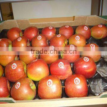 Fruit Packaging Packer