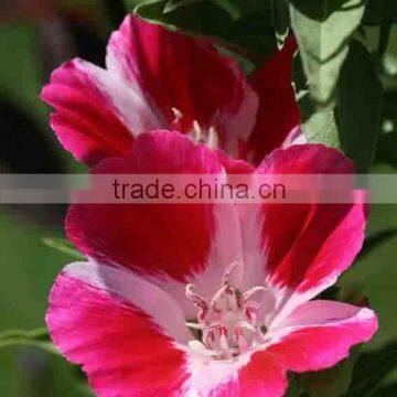 Double orange-red ,Clarkia.,flower seed,herb seed,vegetalbe seed,fruit seed,grass seed