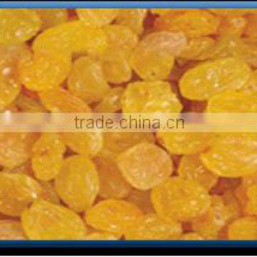 High Quality Golden Yellow Raisin From India photo-4