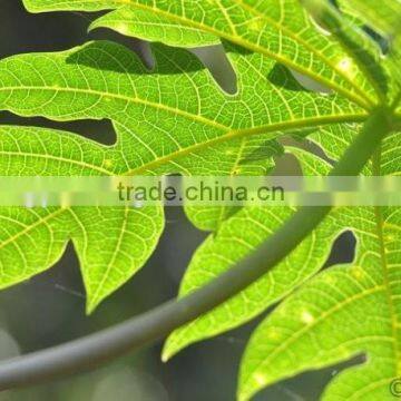 Papaya Leaf Extract