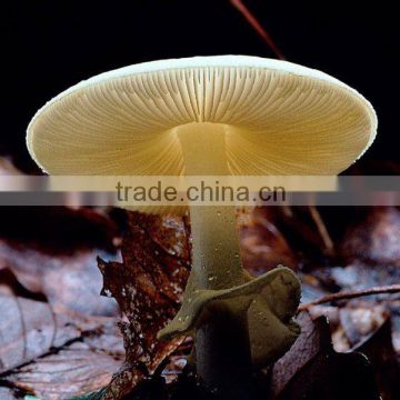 Polysacchrides 20% Standard Herbal Extract