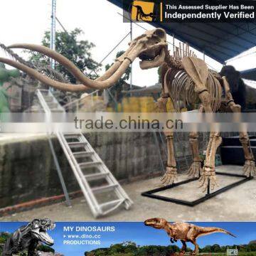 MY Dino-C077 Life Size Dog Skeleton for Decoration photo-3