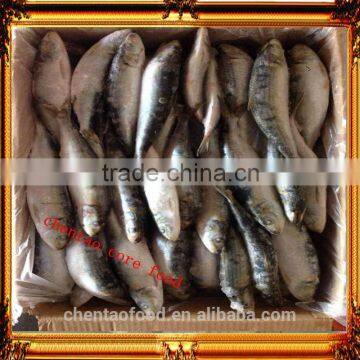 price for sale frozen pilchard