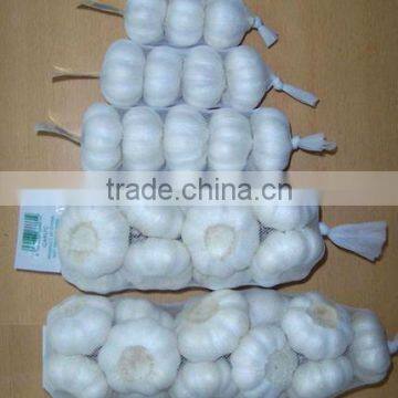 Sell 2012 crop fresh garlic in retail packing