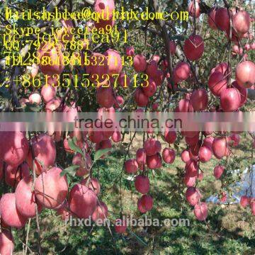 Apple Fuji India Pakistan Southeast Asia Europe UAE South Africa