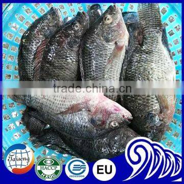 Tilapia Prezzo