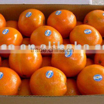 fresh navel orange