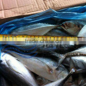 HHF hard tail forzen fish horse mackerel in stock