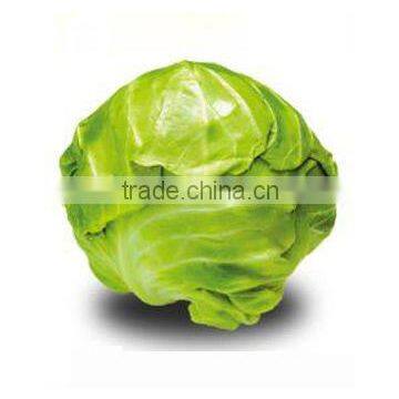 Fresh cabbage