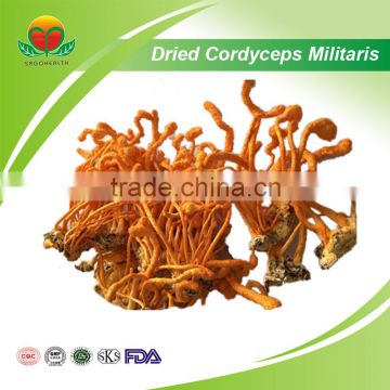 Most Popular Dried Cordyceps militaris