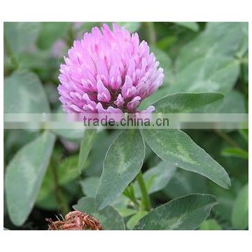 Red Clover Extract