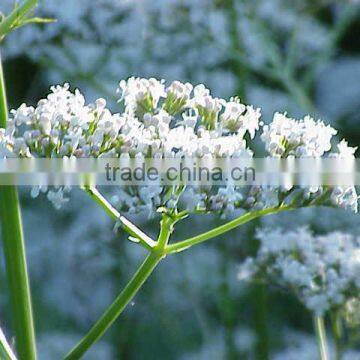 Valeriana Officials Extract Powder 0.4%