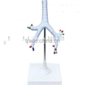 The trachea,bronchi and bronsho-pulmonary segments