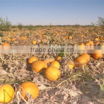 China Organic Pumpkin Kernels Grow Without Shell for Oil Use photo-2