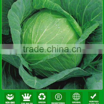 MC54 Languang dark green f1 hybrid cabbage seeds for sales