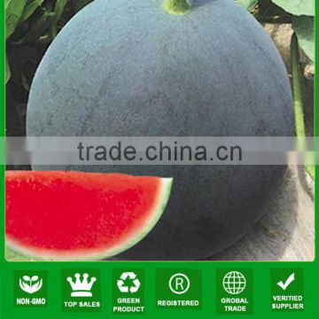 AW021 Dafo different types of seeds black hybrid watermelon seeds