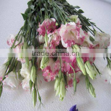 High Quality Fresh Cut Flowers Eustoma From Flower Plating Base photo-5