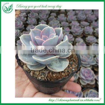 Indoor Flower Succulent Plant Wholesale