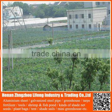 top quality pe plant support anti bird green net , nylon greenhouse anti bird trap mist net , plastic fruit bird protection net