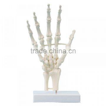 Educational human hand bone model for colleage