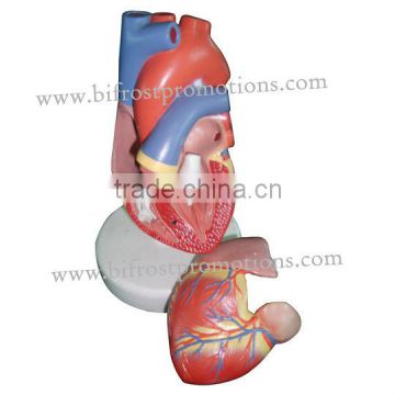 Anatomy Heart Model