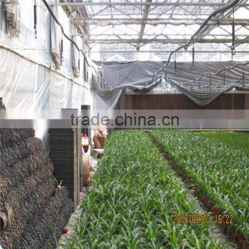 Natural Ventilation Green House for Vegetables photo-6